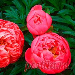 Древовидные пионы одни из редчайших растений, которые могут жить более пятисот лет. Они к цветущим кустарникам для сада. Они считаются цветами императора и происходят родом из Китая. Некоторые сорта в Южных регионах России достигают в высоту до 2,5 метров и при этом выдерживают морозы до -43 °С.