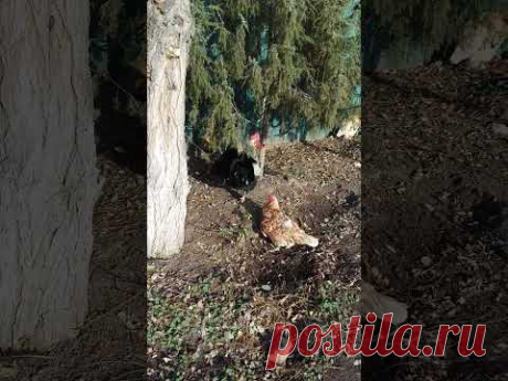 Петух и курицы гуляют по улице - YouTube