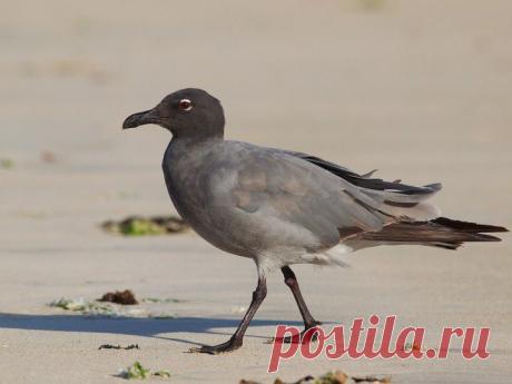 5 необычных историй о животных | Четвероногий юмор