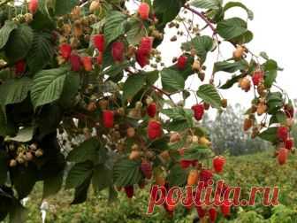 Как защитить малину от черячков — Огород без хлопот