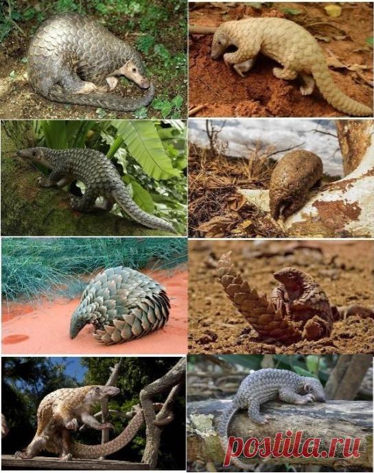 Сотрудники таможни услышали писк, который доносился из пластиковых пакетов. Вскрыв пакеты, они обнаружили ужасное - Страница 7 из 9 - События