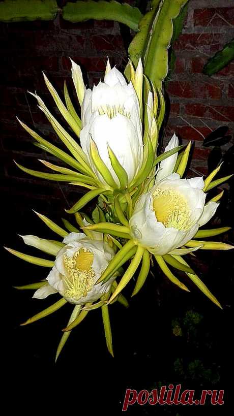Hylocereus undatus Mi hijo  me ha enviado por WS. fotos de su  Hylocereus undatus , es una cactácea que  tiene una fruta roja,  la pitahaya o "fruta del dragón", apreciada por su excelente sabor , sus propiedades vitamínicas y medicinales.  Esta noche  acaban de abrir varios ramilletes de enormes flores que impregnan el ambiente extremadamente caluroso de un perfume fantástico. Es una planta que ocupa bastante lugar pero vale la pena ver su bella floración que abre por la ...