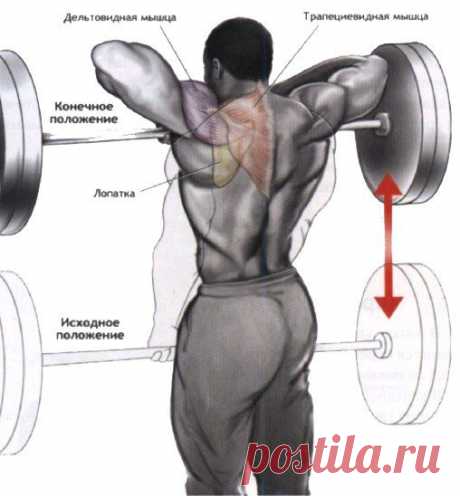 Тяга штанги к подбородку / Спорт Сильных!