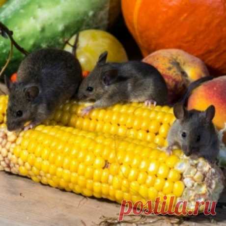 Борьба с мышами в доме и на дачном участке - МирТесен