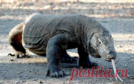 12 самых опасных сухопутных животных планеты