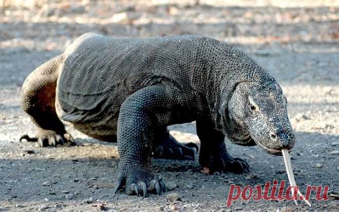 12 самых опасных сухопутных животных планеты