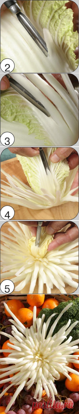 ХРИЗАНТЕМА из пекинской капусты