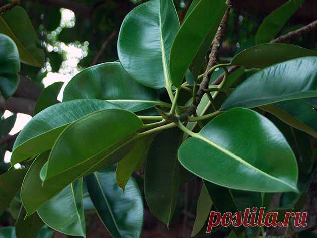 Фикус каучуконосный – уход в домашних условиях: пересадка и размножение фикуса каучуконосного, обрезка, формирование и болезни