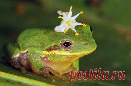 Обои на тему животные (wallpapers) » Страница 4