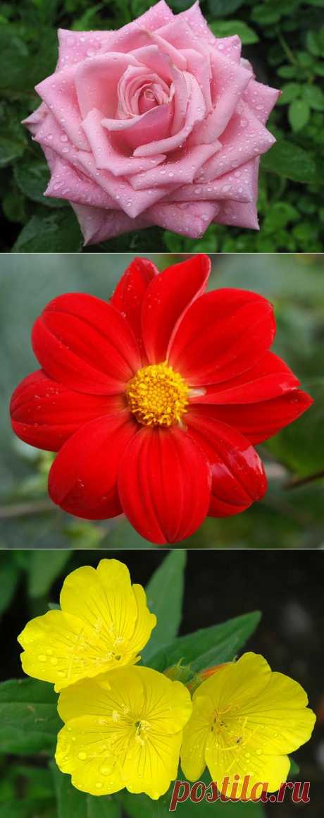 ЦВЕТЫ ПОСЛЕ ДОЖДЯ....