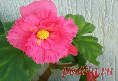 Выращивание клубневой бегонии из семян, размножение, посадка и уход в домашних условиях