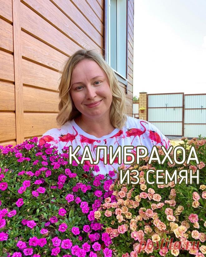 Photo by Домик окнами в сад🌿 on January 19, 2022. May be an image of flower and text that says 'калибрахоа из семян'.