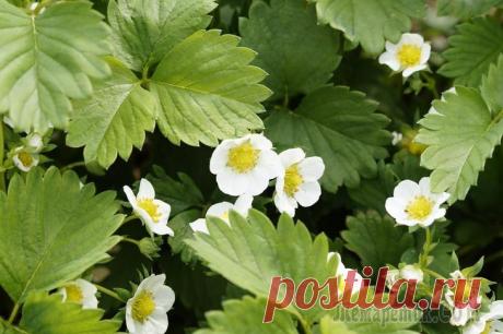 Не цветет клубника: почему так происходит и что делать Мы составили список 10 самых распространенных причин, почему не зацвели кустики клубники у вас в саду, и способы исправить ситуацию.



Любому садоводу известно: нет цветочков – ягодок впереди не будет!

Если вы заметили, что у соседей клубника уже вошла в цветение, а ваша клубничная грядка по