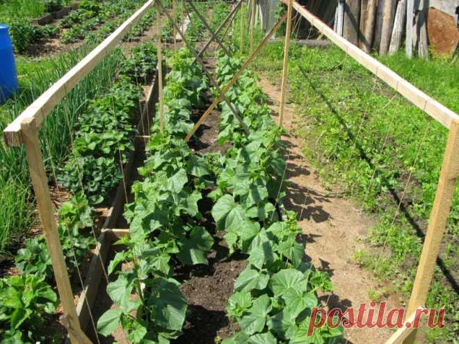 Как выращивать огурцы при летних похолоданиях