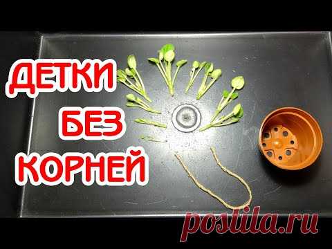Почему я удаляю корни у деток при пересадке | Советы по уходу за фиалками #35 | Мои фиалки