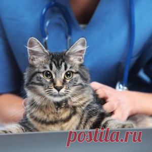 «Что с котом?!» - МирТесен