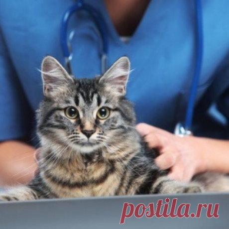 «Что с котом?!» - МирТесен