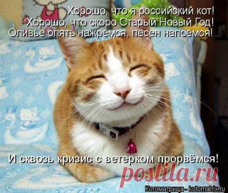 Котоматрица: Свежак