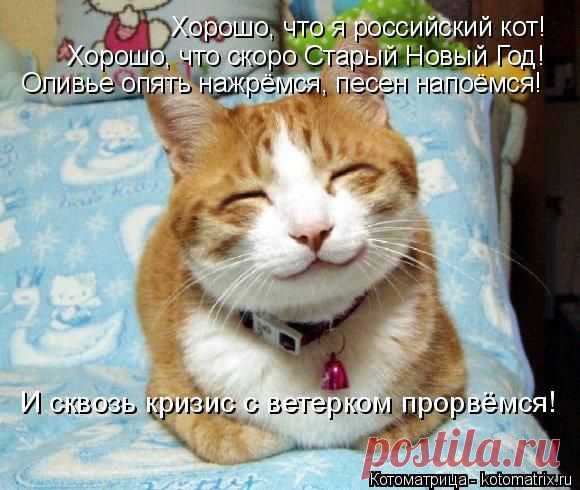 Котоматрица: Свежак