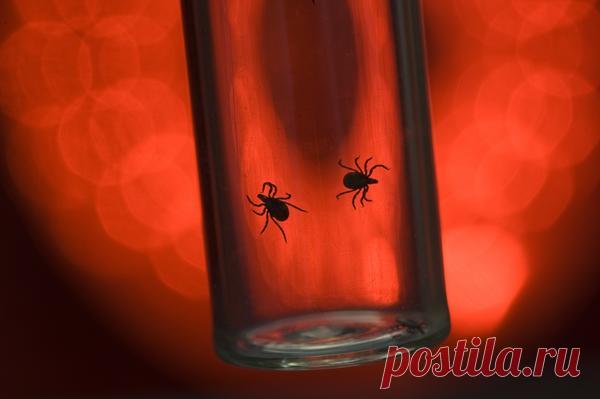 Укус клеща: как действовать и куда обращаться