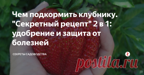 Чем подкормить клубнику. "Секретный рецепт" 2 в 1: удобрение и защита от болезней Доброго времени суток, садоводы! Если вы ещё не решили, чем подкормить клубнику на своём огороде или в саду, то эта публикация для вас! Я расскажу Вам простой рецепт, который:
улучшит вкус ягод;
сделает плоды крупнее;