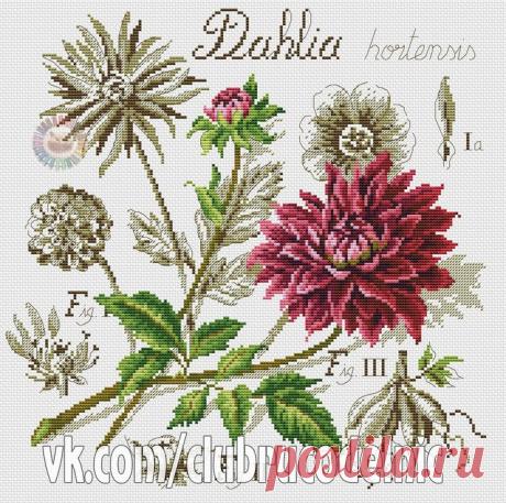 Вышивка "Ботаника. Георгин"