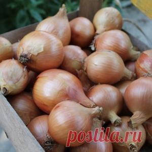 Как я сажаю лук под зиму