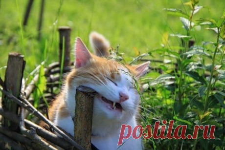 Как убрать запах кошачьей мочи и шерсть в доме - Домашние любимцы - Женский Мир