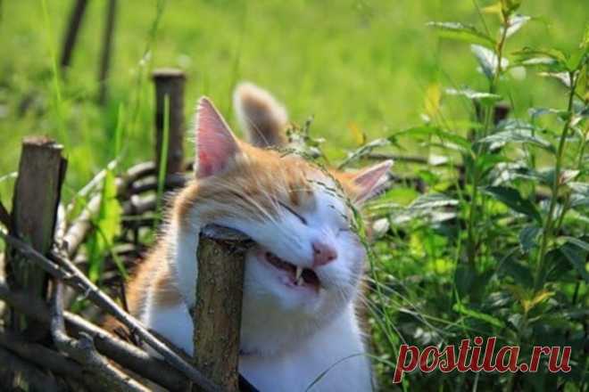 Как убрать запах кошачьей мочи и шерсть в доме - Домашние любимцы - Женский Мир