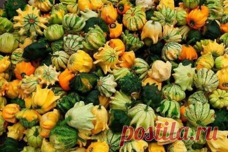 Заготовки на зиму - ПАТИССОНЫ - Что приготовить - Простые рецепты с фото