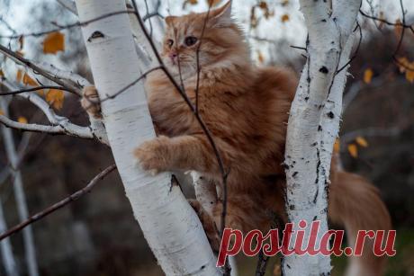 Я за тобой слежу...