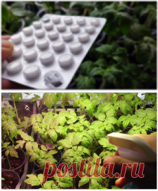 Нашла копеечное средство из аптеки для растений! 1 таблетка на 1 литр воды для опрыскивания рассады и комнатных цветов!