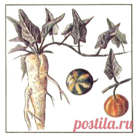 ТЫКВА ВОНЮЧАЯ — CUCURBITA FOETIDISSIMA