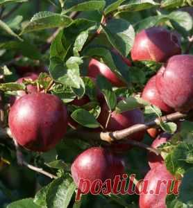 Яблоки как у соседа