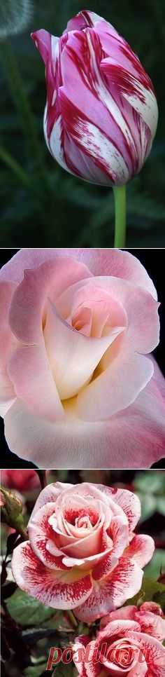 flores on Pinterest | Tulip, Parrots and Lotus