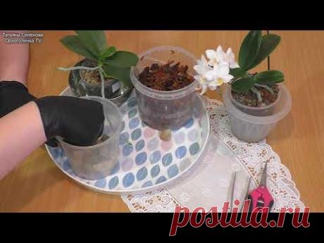 Так поступила с орхидеей без корней и она их нарастила👍  Теперь можно пересаживать 👌 - YouTube
