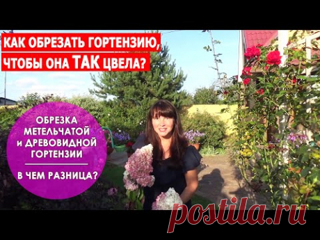 ОБРЕЗКА ГОРТЕНЗИИ ОСЕНЬЮ. Как обрезать метельчатую и древовидную гортензии - В ЧЕМ РАЗНИЦА?