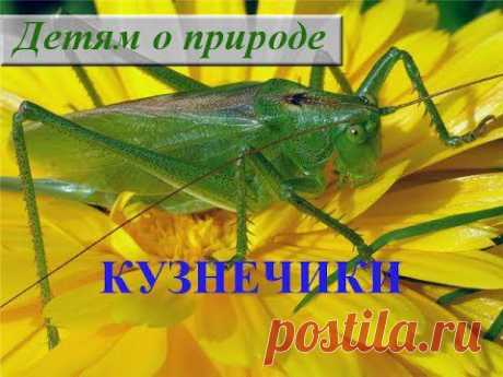 Детям о насекомых. Сообщение о насекомом КУЗНЕЧИКЕ - YouTube