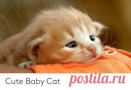 Симпатичный котенок | Милый мем на ME.ME