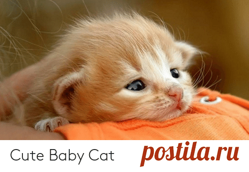Симпатичный котенок | Милый мем на ME.ME