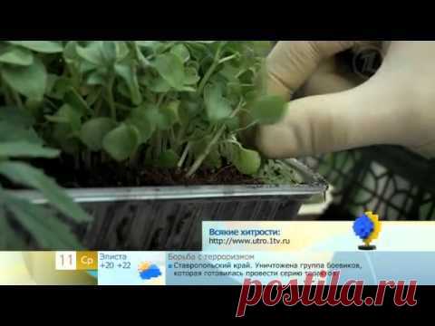 Новые способы проращивания семян и многое другое.