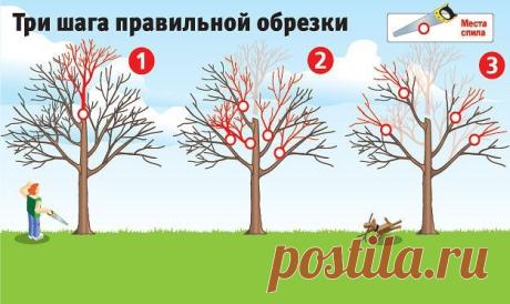 КАК ВЕРНУТЬ ДЕРЕВЬЯМ БЫЛУЮ СИЛУ [ТРИ ШАГА ПРАВИЛЬНОЙ ОБРЕЗКИ]