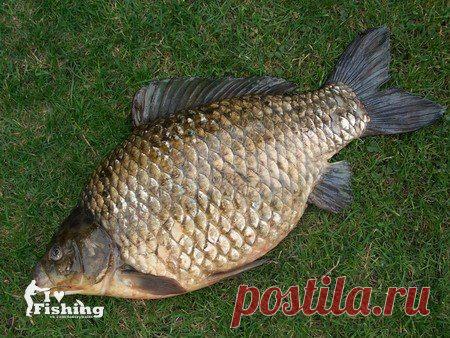 Крупный карась среди травы и коряг / Богатая добыча