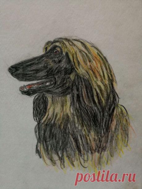 Афганская борзая 1996 г. (карандаш)