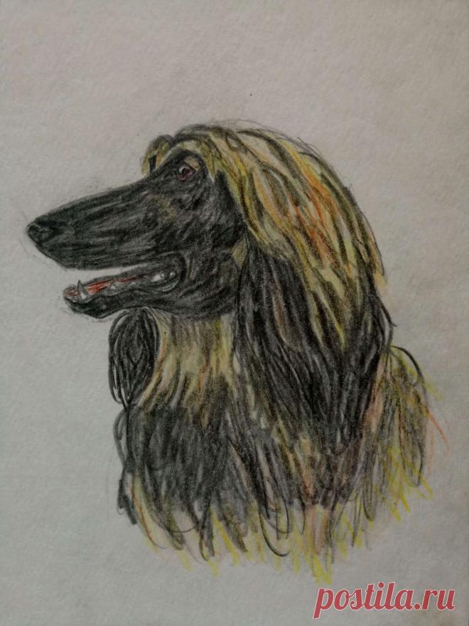 Афганская борзая 1996 г. (карандаш)