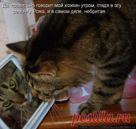 Котоматрица: Случайные котоматрицы