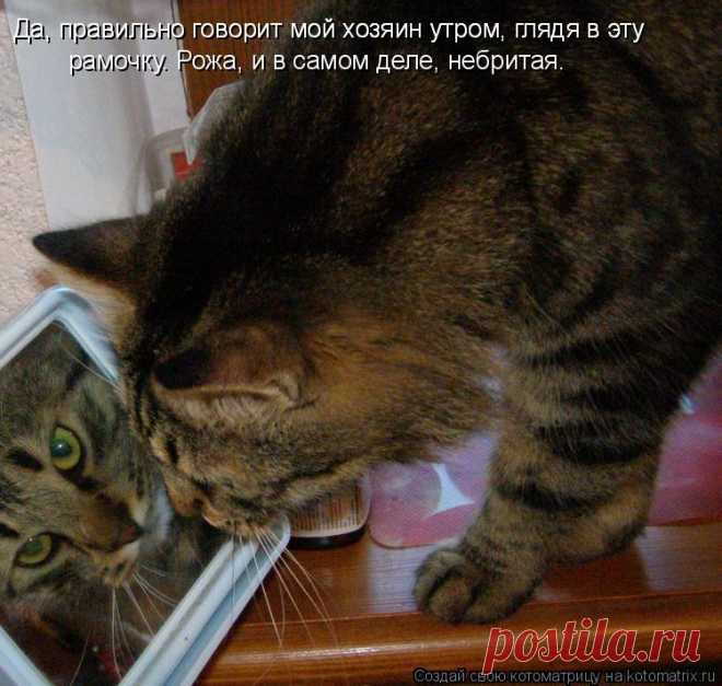 Котоматрица: Случайные котоматрицы