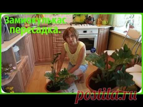 Пересадка Замиокулкаса, а еще его называют Долларовое дерево.
