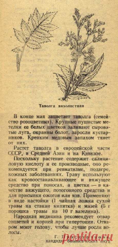 Таволга вязолистная (лабазник)