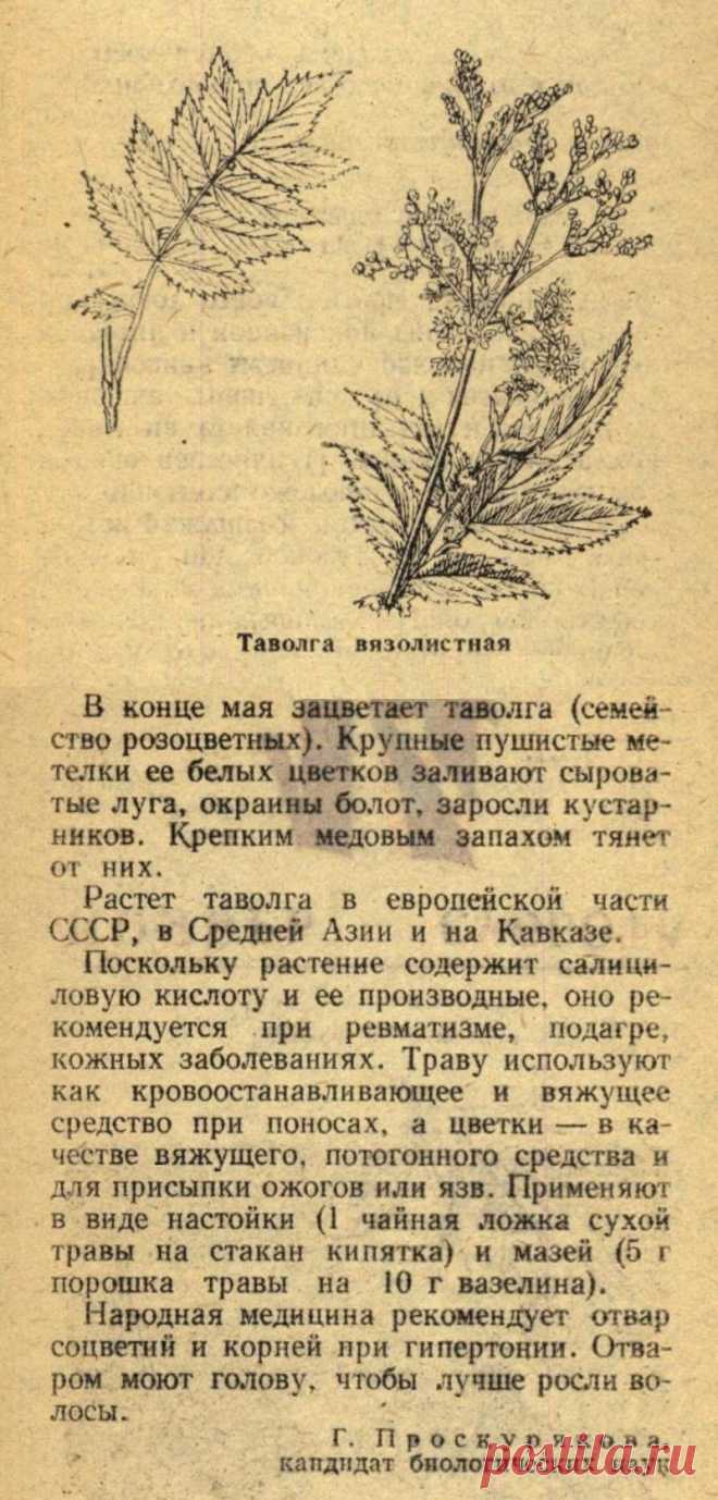 Таволга вязолистная (лабазник)